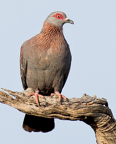 Speckled Pigeon